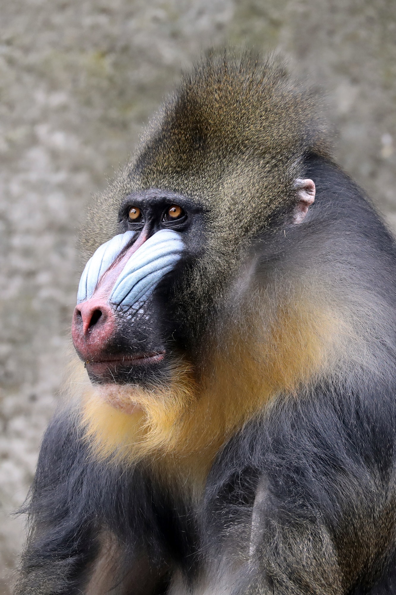 Male Mandrill